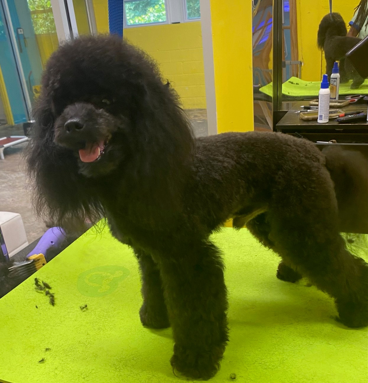Black standard poodle groomed at Paw Palace of Atlanta