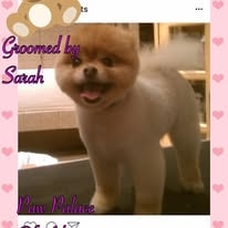 Pomeranian groomed by Sarah at Paw Palace of Atlanta