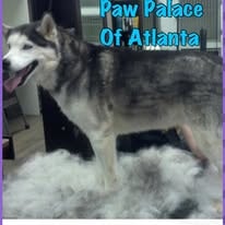 Husky deshedding treatment at Paw Palace of Atlanta