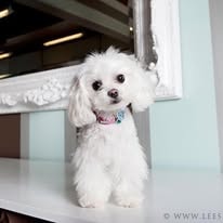 Fluffy white Maltese groomed at Paw Palace of Atlanta