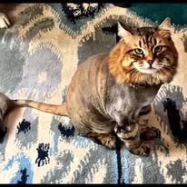 Beautiful cat groomed at Paw Palace of Atlanta