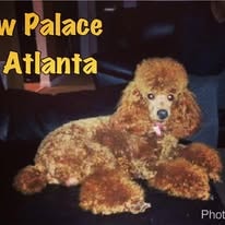 Adorable red poodle groomed at Paw Palace of Atlanta