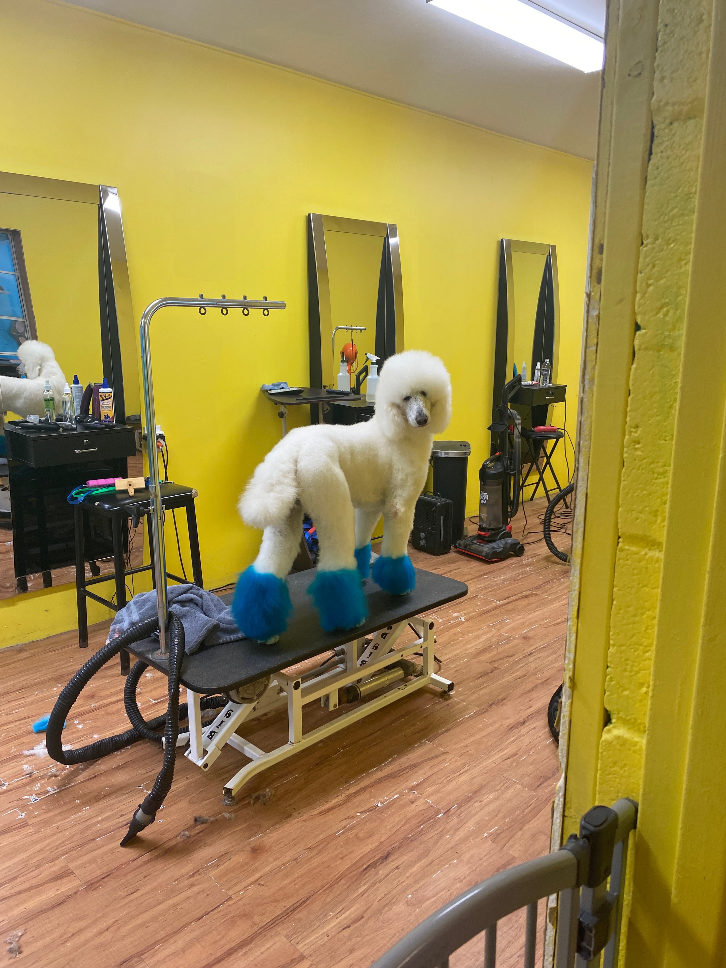 White poodle on the grooming table at Paw Palace Atlanta